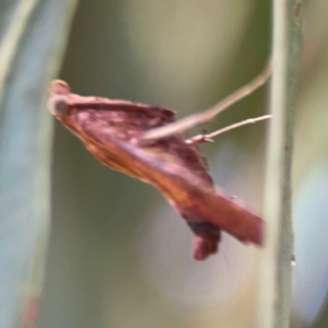 Endotricha pyrosalis at Forde, ACT - 4 Jan 2024