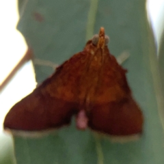 Endotricha pyrosalis at Forde, ACT - 4 Jan 2024