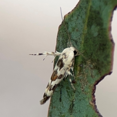 Stathmopoda melanochra (An Oecophorid moth (Eriococcus caterpillar)) at Forde, ACT - 4 Jan 2024 by Hejor1
