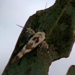 Stathmopoda melanochra at Forde, ACT - 4 Jan 2024 01:00 PM