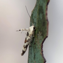 Stathmopoda melanochra at Forde, ACT - 4 Jan 2024 01:00 PM