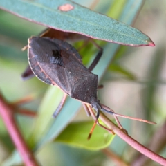 Amorbus alternatus (Eucalyptus Tip Bug) at Forde, ACT - 4 Jan 2024 by Hejor1