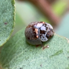 Paropsisterna m-fuscum (Eucalyptus Leaf Beetle) at Forde, ACT - 4 Jan 2024 by Hejor1