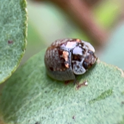 Paropsisterna m-fuscum (Eucalyptus Leaf Beetle) at Forde, ACT - 4 Jan 2024 by Hejor1