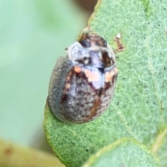 Paropsisterna m-fuscum at Forde, ACT - 4 Jan 2024