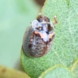 Paropsisterna m-fuscum at Forde, ACT - 4 Jan 2024