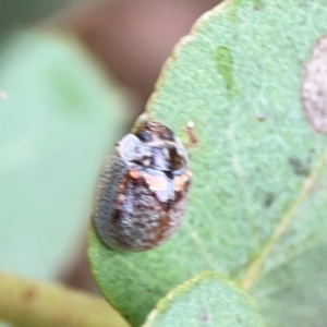 Paropsisterna m-fuscum at Forde, ACT - 4 Jan 2024