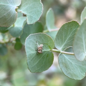 Brunotartessus fulvus at Forde, ACT - 4 Jan 2024