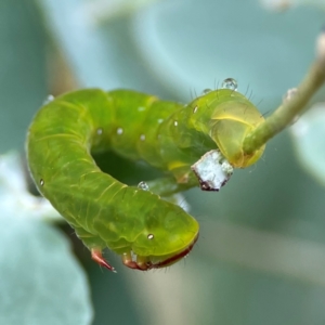 Capusa (genus) at Forde, ACT - 4 Jan 2024 01:15 PM