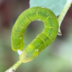 Capusa (genus) at Forde, ACT - 4 Jan 2024