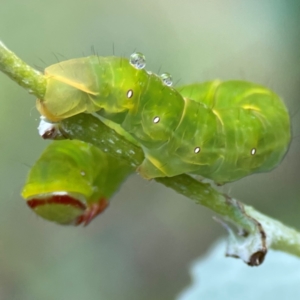 Capusa (genus) at Forde, ACT - 4 Jan 2024