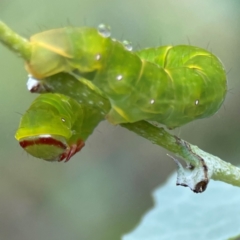 Capusa (genus) at Forde, ACT - 4 Jan 2024