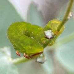 Capusa (genus) at Forde, ACT - 4 Jan 2024