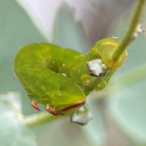 Capusa (genus) at Forde, ACT - 4 Jan 2024