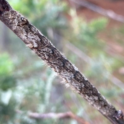 Entometa fervens (Common Gum Snout Moth) at Mulligans Flat - 4 Jan 2024 by Hejor1