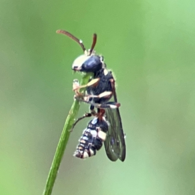 Cerceris sp. (genus) (Unidentified Cerceris wasp) at Forde, ACT - 4 Jan 2024 by Hejor1