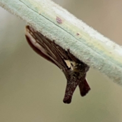 Ceraon vitta (Treehopper) at Forde, ACT - 4 Jan 2024 by Hejor1