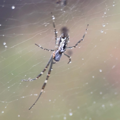 Unidentified Orb-weaving spider (several families) at Mulligans Flat - 4 Jan 2024 by Hejor1