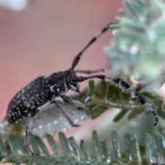Ancita sp. (genus) (Longicorn or longhorn beetle) at Forde, ACT - 4 Jan 2024 by Hejor1