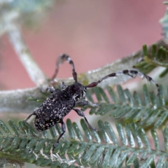 Ancita sp. (genus) at Forde, ACT - 4 Jan 2024