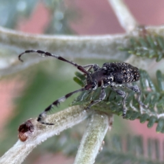 Ancita sp. (genus) at Forde, ACT - 4 Jan 2024