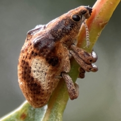 Gonipterus pulverulentus (Eucalyptus weevil) at Forde, ACT - 4 Jan 2024 by Hejor1