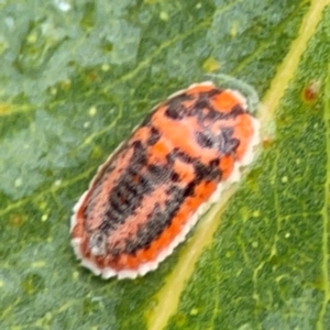 Monophlebidae sp. (family) at Forde, ACT - 4 Jan 2024 01:47 PM