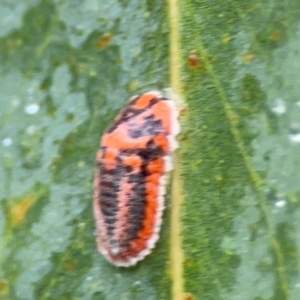 Monophlebidae sp. (family) at Forde, ACT - 4 Jan 2024