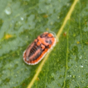 Monophlebidae sp. (family) at Forde, ACT - 4 Jan 2024 01:47 PM