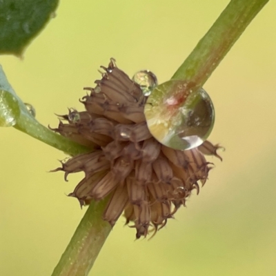 Paropsis atomaria (Eucalyptus leaf beetle) at Mulligans Flat - 4 Jan 2024 by Hejor1