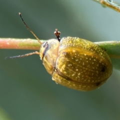 Paropsisterna cloelia at Mulligans Flat - 4 Jan 2024