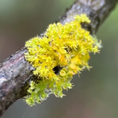 Lichen - foliose at Forde, ACT - 4 Jan 2024 by Hejor1