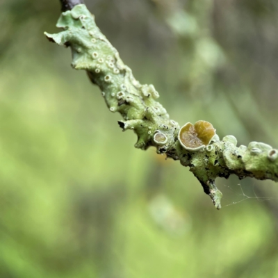 Lichen - crustose at Forde, ACT - 4 Jan 2024 by Hejor1