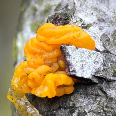 Tremella mesenterica (Witch's Butter or Yellow Brain) at Forde, ACT - 4 Jan 2024 by Hejor1