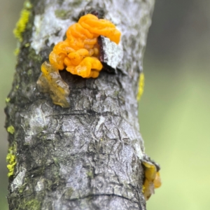 Tremella mesenterica at Mulligans Flat - 4 Jan 2024 02:16 PM