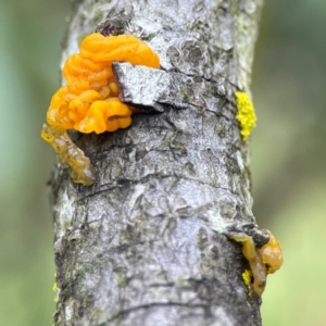 Tremella mesenterica at Mulligans Flat - 4 Jan 2024