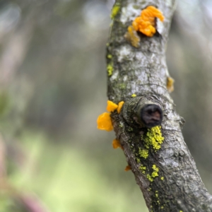 Tremella mesenterica at Mulligans Flat - 4 Jan 2024 02:16 PM