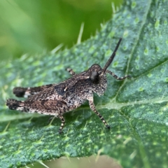 Phaulacridium vittatum (Wingless Grasshopper) at Forde, ACT - 4 Jan 2024 by Hejor1