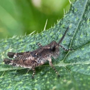 Phaulacridium vittatum at Mulligans Flat - 4 Jan 2024