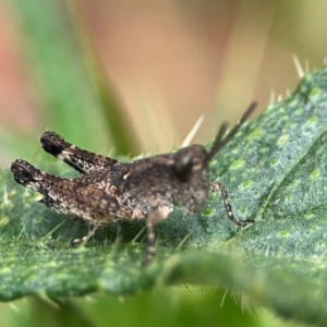 Phaulacridium vittatum at Mulligans Flat - 4 Jan 2024