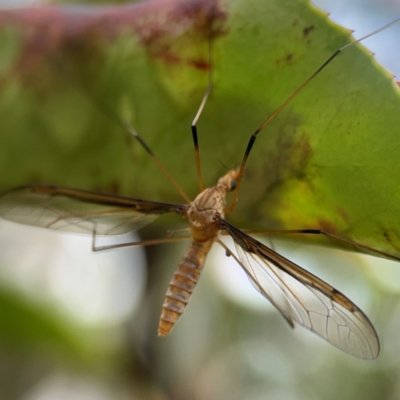 Leptotarsus (Leptotarsus) sp.(genus) (A Crane Fly) at Mulligans Flat - 4 Jan 2024 by Hejor1