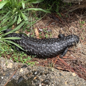 Tiliqua rugosa at Mulligans Flat - 4 Jan 2024 02:19 PM