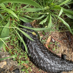 Tiliqua rugosa at Mulligans Flat - 4 Jan 2024 02:19 PM