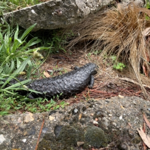 Tiliqua rugosa at Mulligans Flat - 4 Jan 2024 02:19 PM