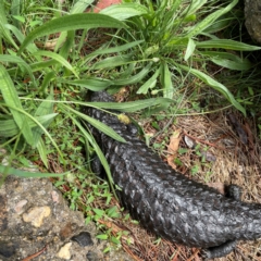 Tiliqua rugosa at Mulligans Flat - 4 Jan 2024 02:19 PM