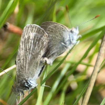 Zizina otis (Common Grass-Blue) at Mulligans Flat - 4 Jan 2024 by Hejor1