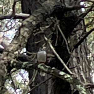 Manorina melanocephala at Forde, ACT - 4 Jan 2024