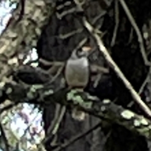 Manorina melanocephala at Forde, ACT - 4 Jan 2024