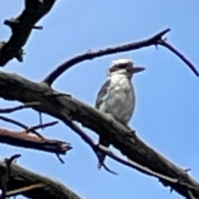 Dacelo novaeguineae (Laughing Kookaburra) at Forde, ACT - 4 Jan 2024 by Hejor1