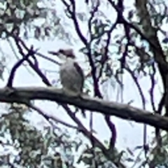 Dacelo novaeguineae at Forde, ACT - 4 Jan 2024 02:32 PM